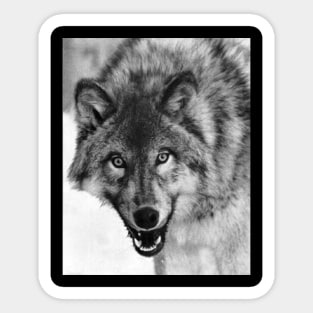 Wolftacular Sticker